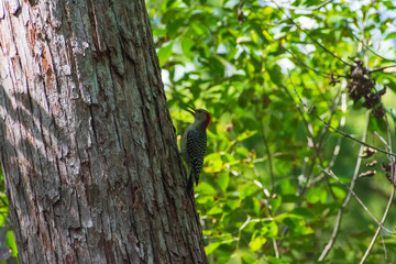 Red-bellied Woodpecker, North American Songbird, Forest Background, Perched Wildlife, Sapsucker, Bird watching