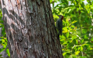 Red-bellied Woodpecker, North American Songbird, Forest Background, Perched Wildlife, Sapsucker, Bird watching