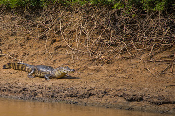 The caimain of la Pampas, Bolivia
