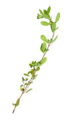 branch of marjoram (Origanum majorana) isolated
