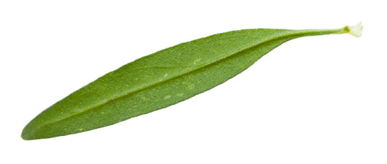 back side of leaf of hyssop herb isolated
