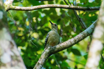 Red-bellied Woodpecker, North American Songbird, Forest Background, Perched Wildlife, Sapsucker, Bird watching
