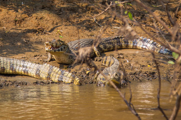 The caimain of la Pampas, Bolivia