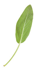 back side of green leaf of sage herb isolated