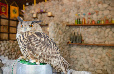 Owl in the zoo perched on a branch Soft focus image