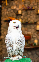 Owl in the zoo perched on a branch Soft focus image