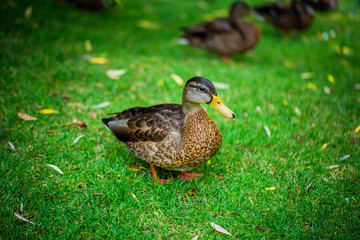 Ducks resting in the grass. wild duck