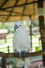 Parrots in the zoo perched on a branch Soft focus image