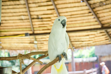 Parrots in the zoo perched on a branch Soft focus image