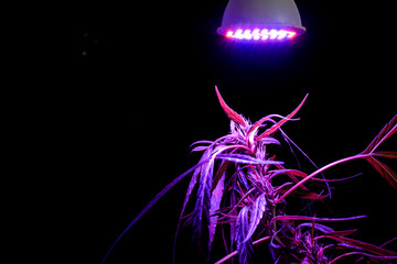 Plant sapling cannabis growing in pot with LED grow light