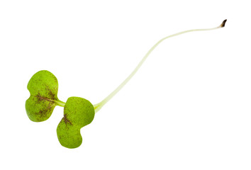 sprout of fresh green mustard cress isolated