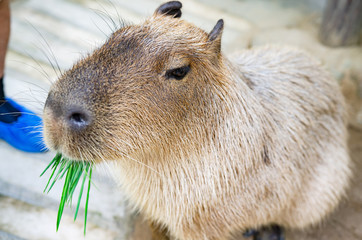Capibara in the zoo Soft focus image