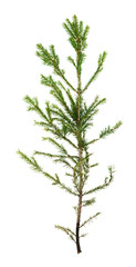 single branch of spruce tree isolated on white