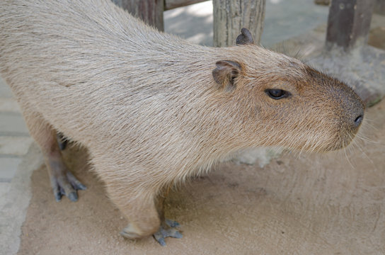 Capibara in the zoo Soft focus image