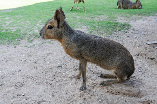 Kangaroos in the zoo Soft focus image