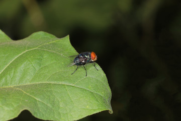 Close up The greenfly insect on leaf at thailand