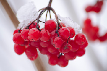 Ripened branch of viburnum with snow. Red berry in the garden in winter.