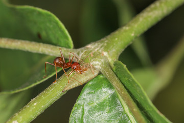 Close up red ant on green laef in nature at thailand