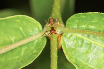 Close up red ant on green laef in nature at thailand