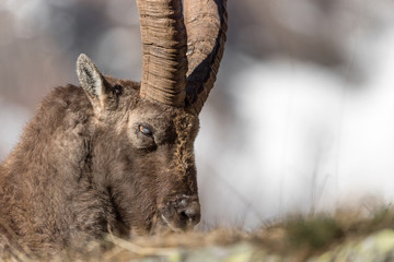 The king of Alps mountains, the Alpine ibex (Capra ibex)