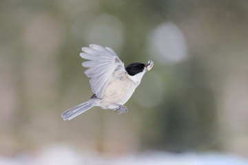 Marsh tit in flight (Poecile palustris)
