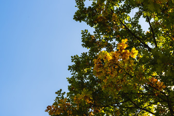Maple tree green and orange leaves against blue sky background. Copy space
