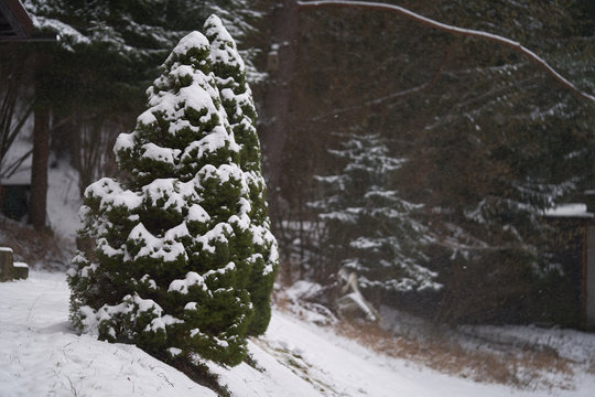 Ornamental evergreen tree Picea glauca conica on a mountain meadow. Snow covered conifer in the forest. Falling snowflakes in the background.