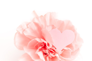 Three pink carnations isolated on white background with heart symbol of love