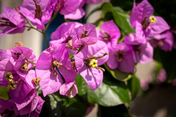 zweig mit violetten blüten