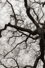 Tree tops of oak trees photographed from the ground in winter, tree tops in winter, bare oak trees, photographed from below, blue sky with small clouds, black and white photo