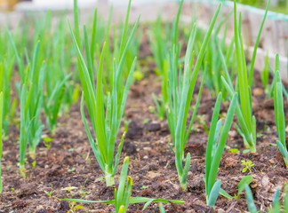 Green onions ripened in the garden beds in early summer