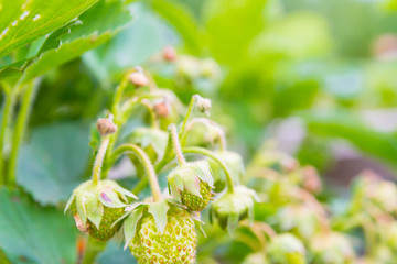 Green strawberries begin to ripen in early summer in the garden beds