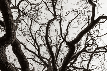 Tree tops of oak trees photographed from the ground in winter, tree tops in winter, bare oak trees, photographed from below, blue sky with small clouds, black and white photo