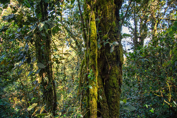 Die Cameron Highlands, Tee-Plantagen in Malaysia