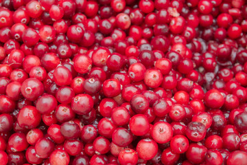 Ripe Red cranberries collected in the forest lies in the container