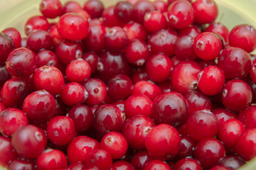 Ripe Red cranberries collected in the forest lies in the container