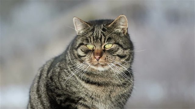 Cat portrait. Cat looks around. Close view, close up.