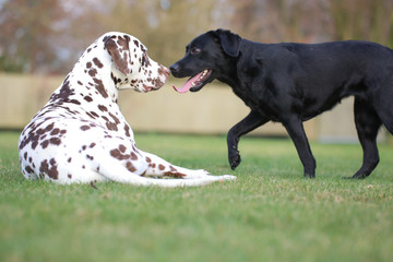 Labrador und Dalmatiner spielen zusammen auf einer Wiese