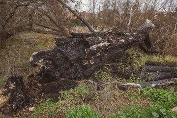 Fototapeta premium fallen and burned tree in a park after a winter storm in Palencia, Spain
