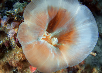 The anemone closed by rolled her mantle. Underwater photography. Philippines.