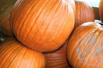 Closeup Of Orange Pumpkins