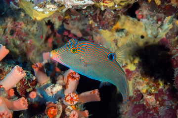 Close up of Solanders Toby (Canthigaster solandri) against hard and soft corals. Philippines,...