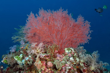 Hard coral Agabaria splendens. Underwater photography, Philippines.