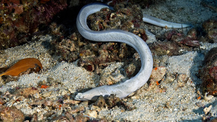 White Moray eel on the sea floor. Underwater photography, Philippines.