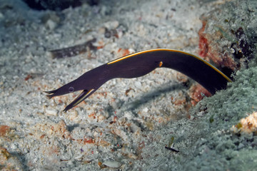 The ribbon eel leaned out of its lair. Underwater photography, Philippines.