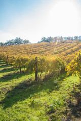 Fototapeta na wymiar Grape Vines in Italy