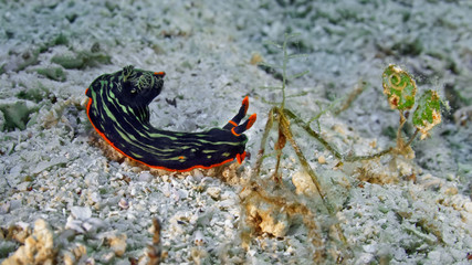 Nembrotha kubaryana nudibranch crawling on the coral. Underwater photography