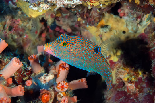 Close up of Solanders Toby (Canthigaster solandri) against hard and soft corals. Philippines, underwater photography.