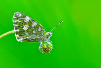 Closeup beautiful butterfly sitting on the flower.