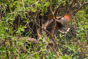 The Serere of la Pampas, Bolivia